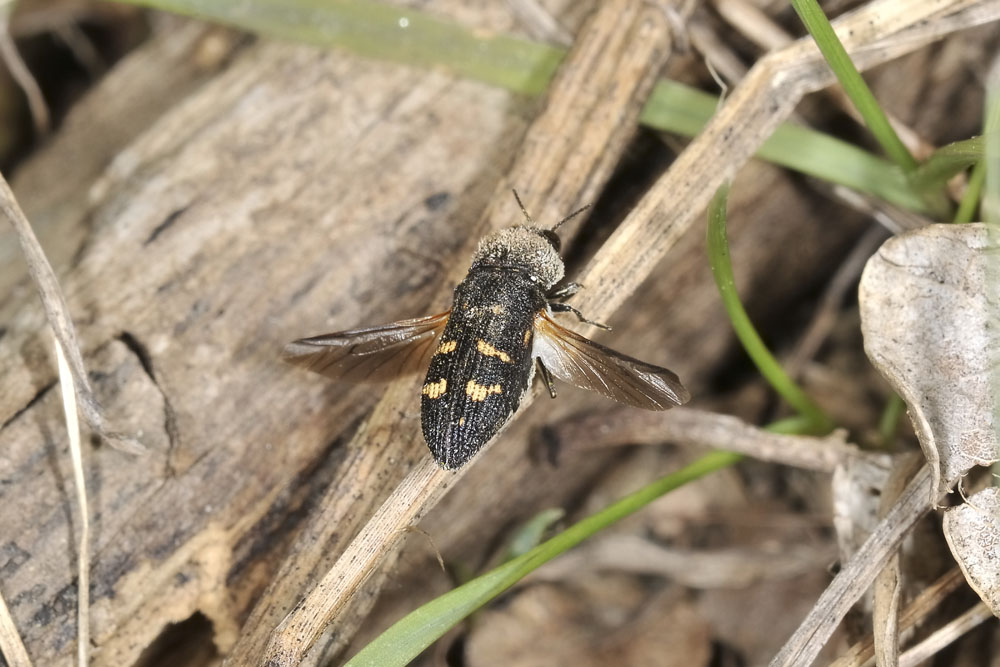 Buprestidae:  Acmaeoderella flavofasciata